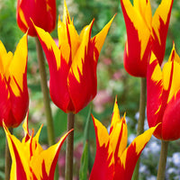 12x Tulipes Tulipa 'Fire Wings' rouge-jaune - Bulbes de printemps