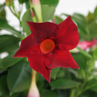 3x Jasmin du Chili Mandavilla 'Vogue Audry' rouge - Caractéristiques des plantes