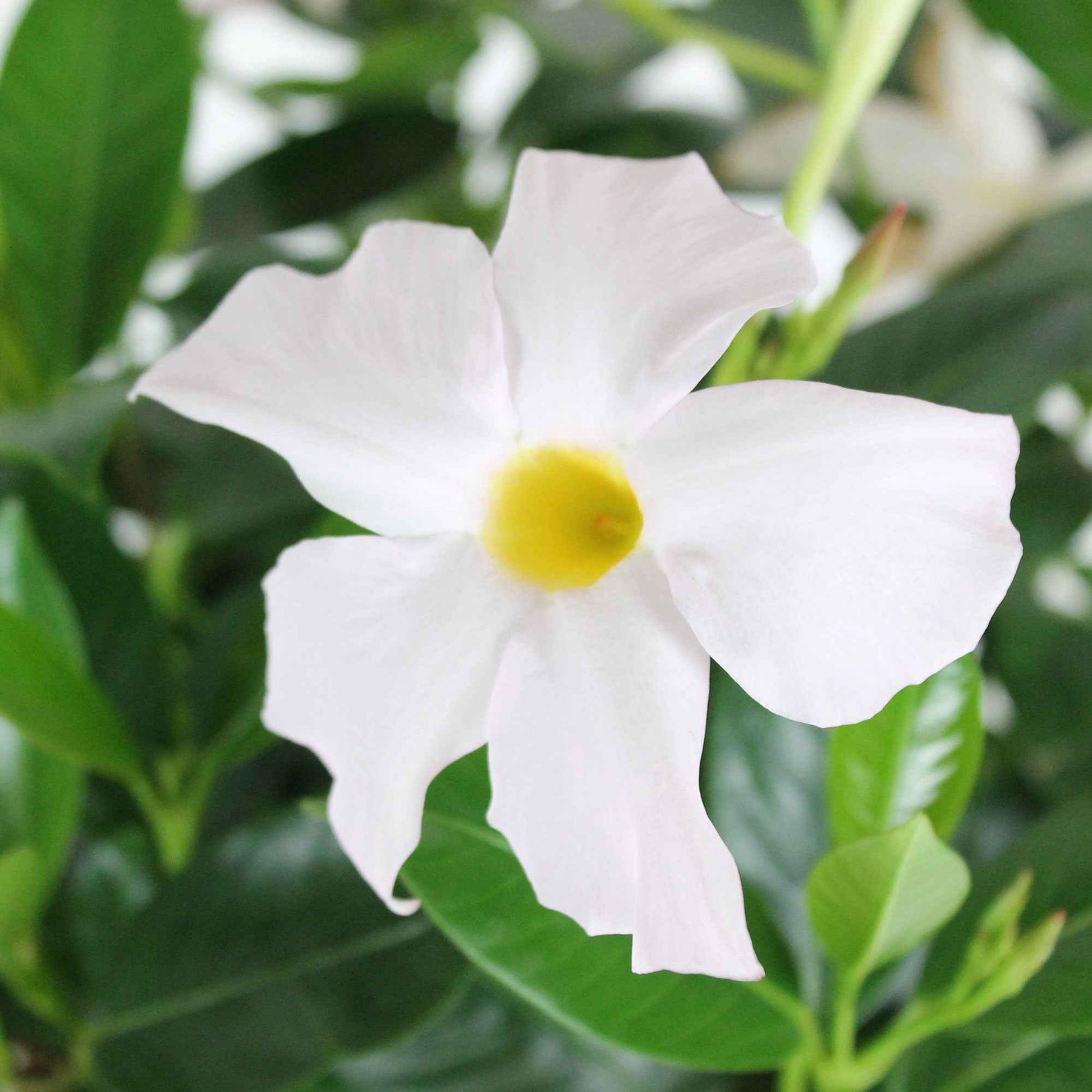 Jasmin du Chili Mandevilla 'Rio' blanc - Caractéristiques des plantes