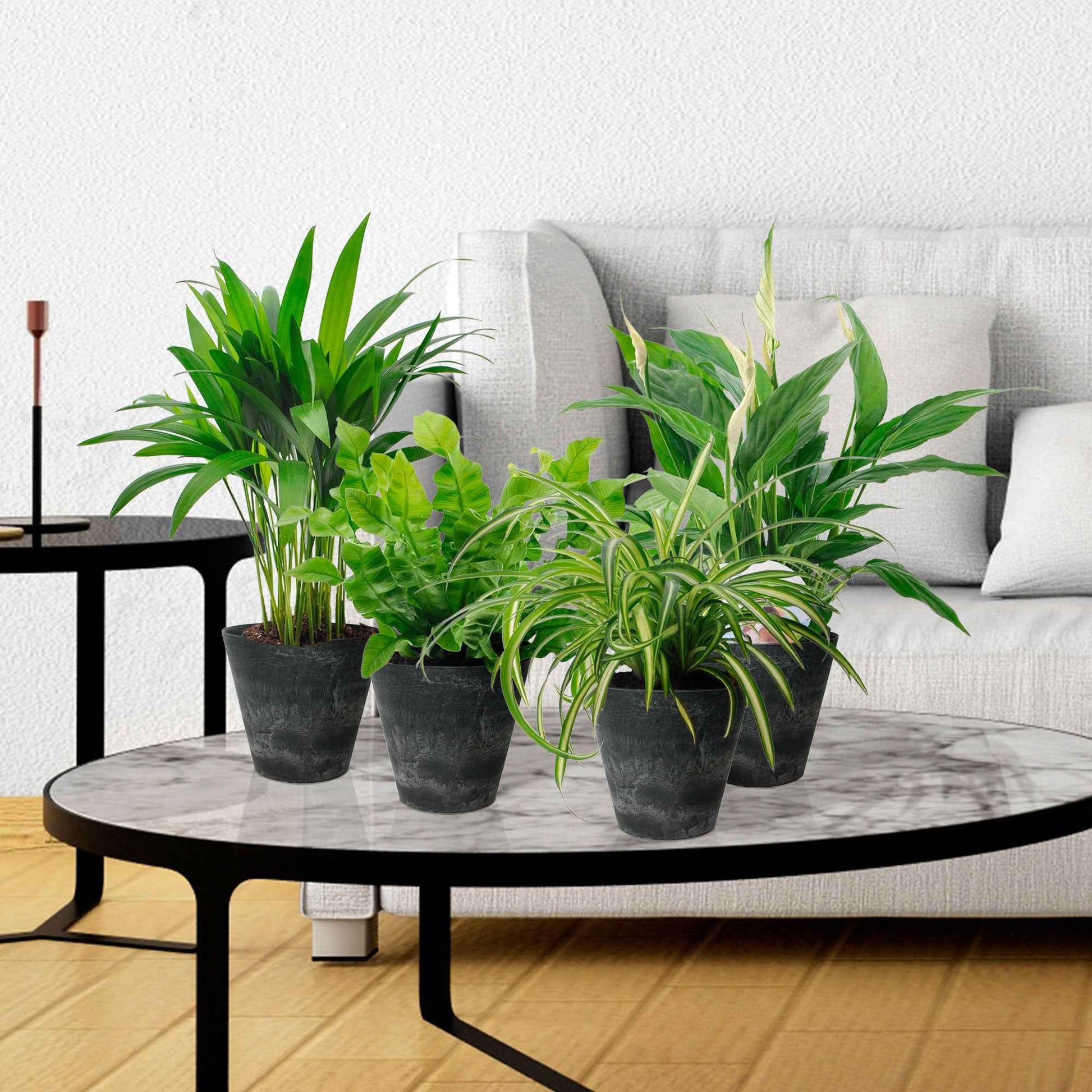 4x Plantes purificatrices d'air incl. Cache-pots Artstone Noir - Collection colorée