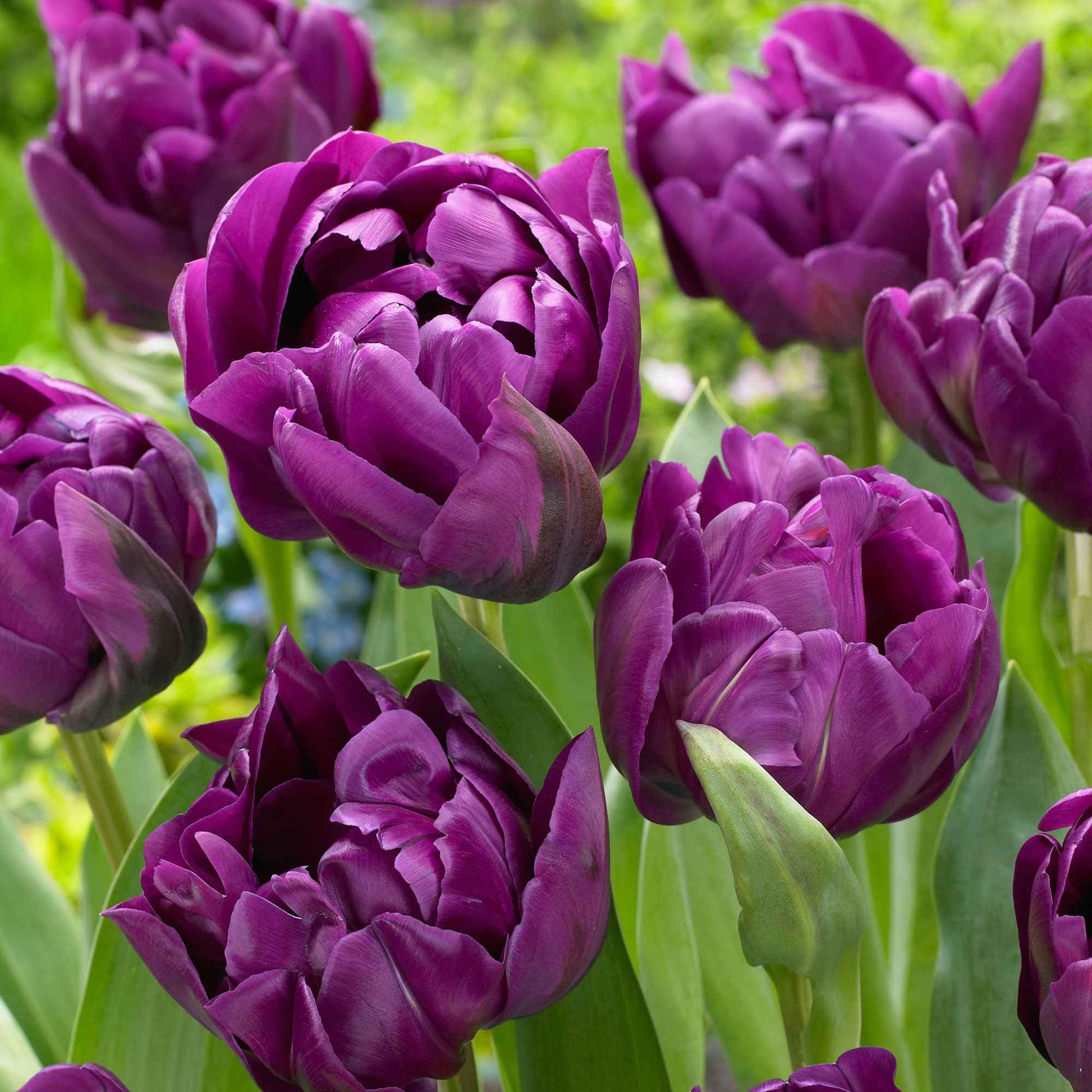 18x Tulipes Tulipa 'Negrita Double' violet - Bulbes de fleurs populaires