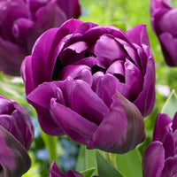 18x Tulipes Tulipa 'Negrita Double' violet - Bulbes à fleurs