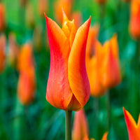 18x Tulipes Tulipa 'Ballerina' orangé - Bulbes à fleurs