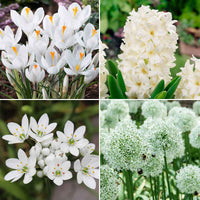 50x Bulbes de fleurs - Mélange 'White Collection' blanc - Bulbes de fleurs attirant les abeilles et les papillons