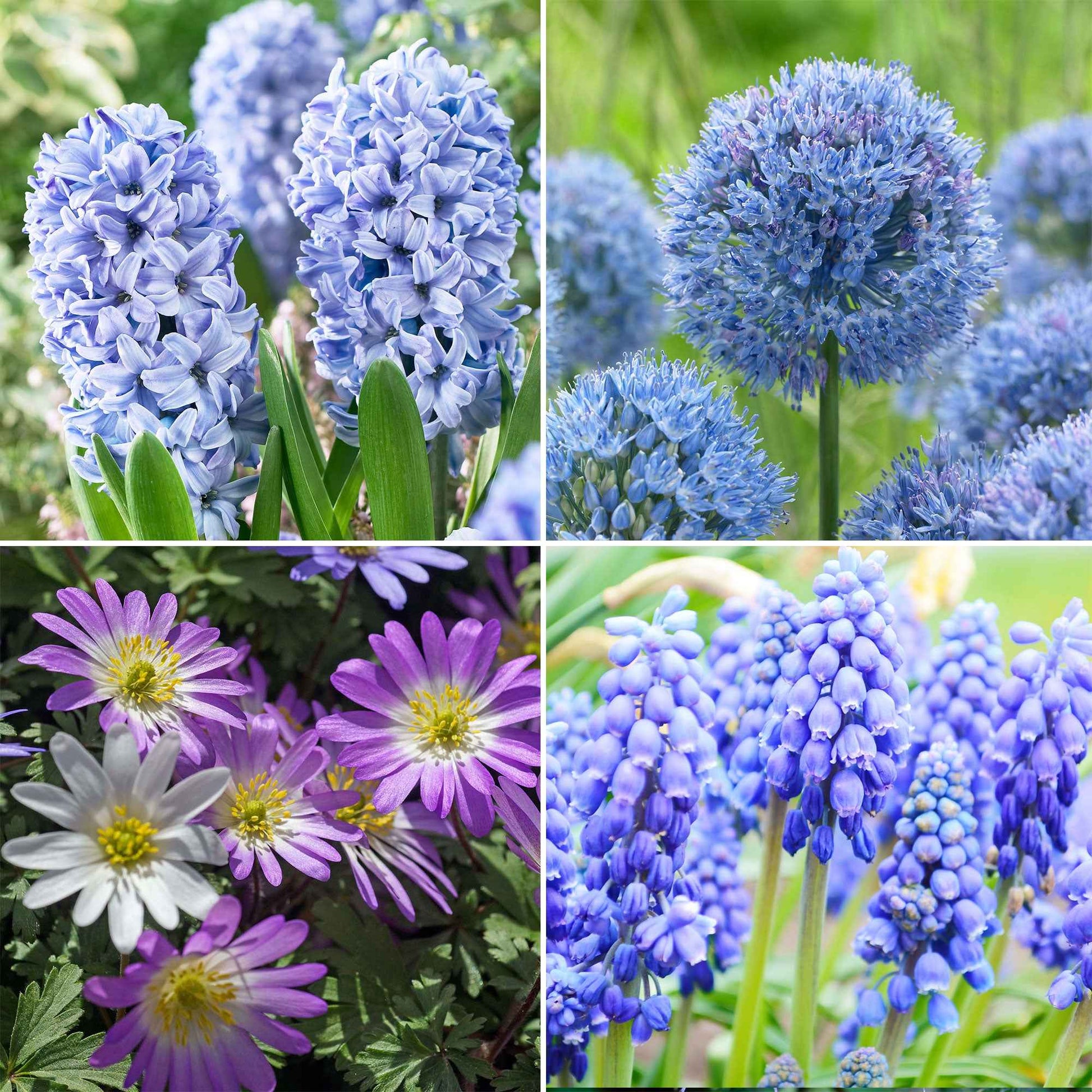 50x Bulbes de fleurs - Mélange 'Blue Collection' bleu - Bulbes de fleurs attirant les abeilles et les papillons