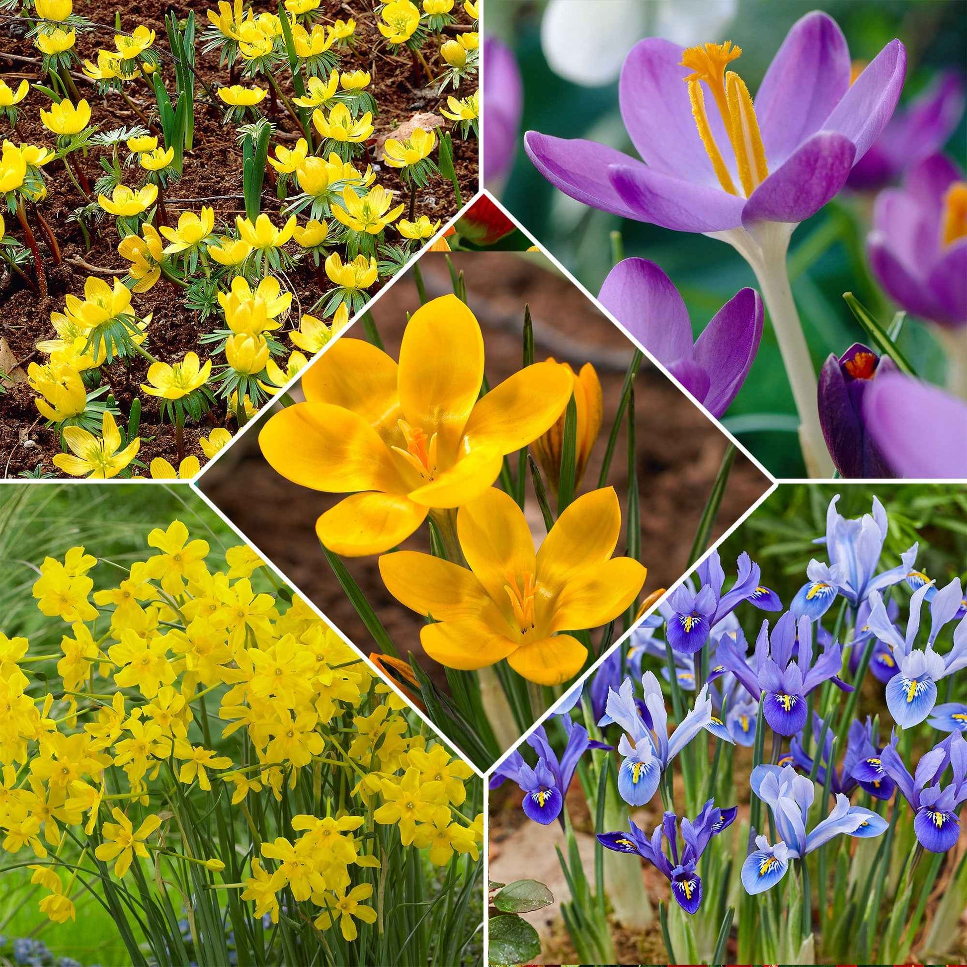 50x Bulbes de fleurs - Mélange 'Bees & Butterflies' violet-jaune-bleu - Arbustes à papillons et plantes mellifères