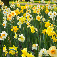 100x Narcisse Narcissus - Mélange 'All Spring' - Bulbes de fleurs attirant les abeilles et les papillons