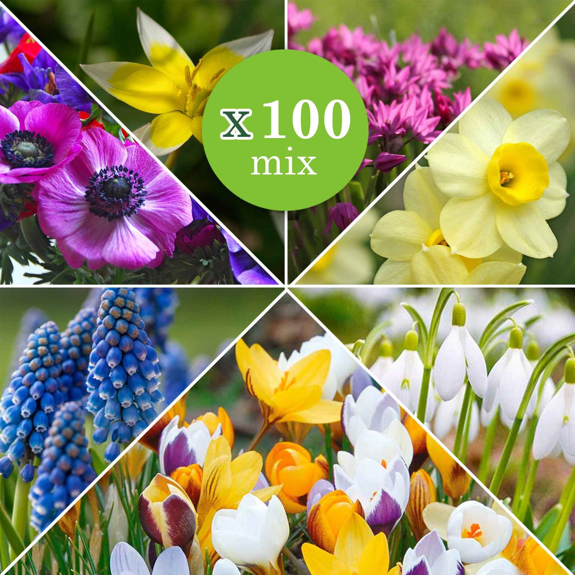 100x Bulbes de fleurs - Mélange 'Running Wild' - Bulbes de fleurs attirant les abeilles et les papillons