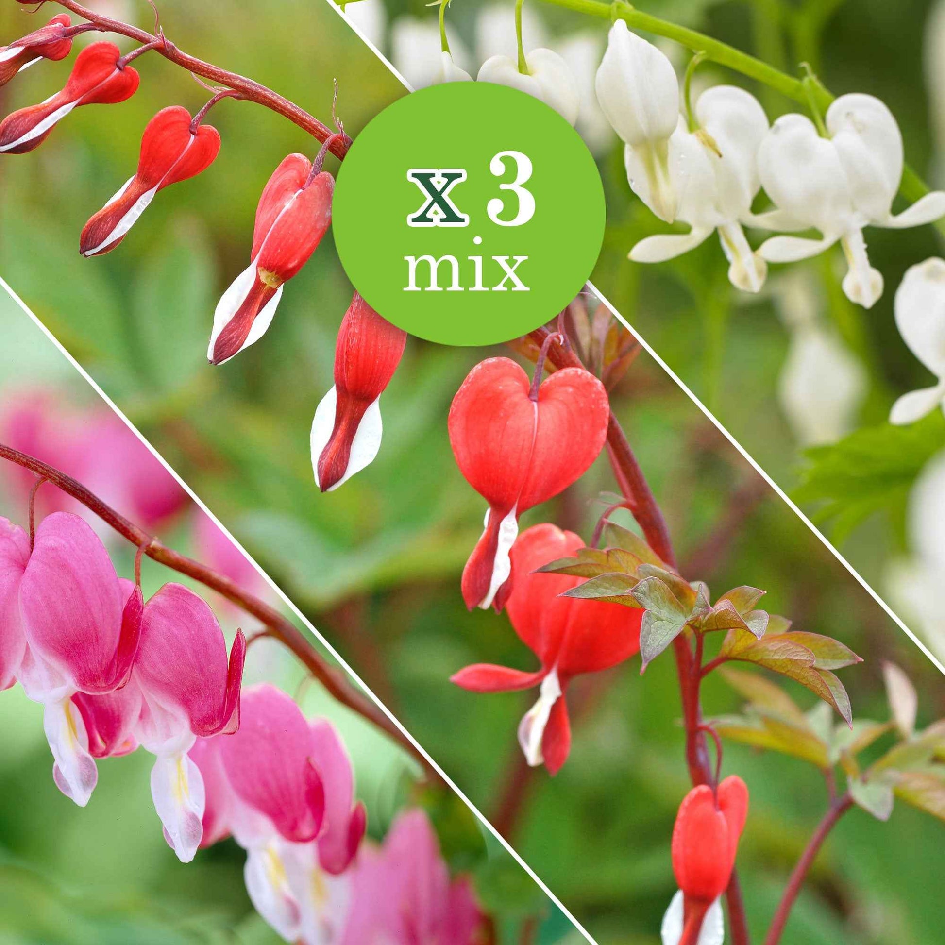 3x Cœurs de Marie Dicentra - Mélange rose-blanc-rouge - Caractéristiques des plantes