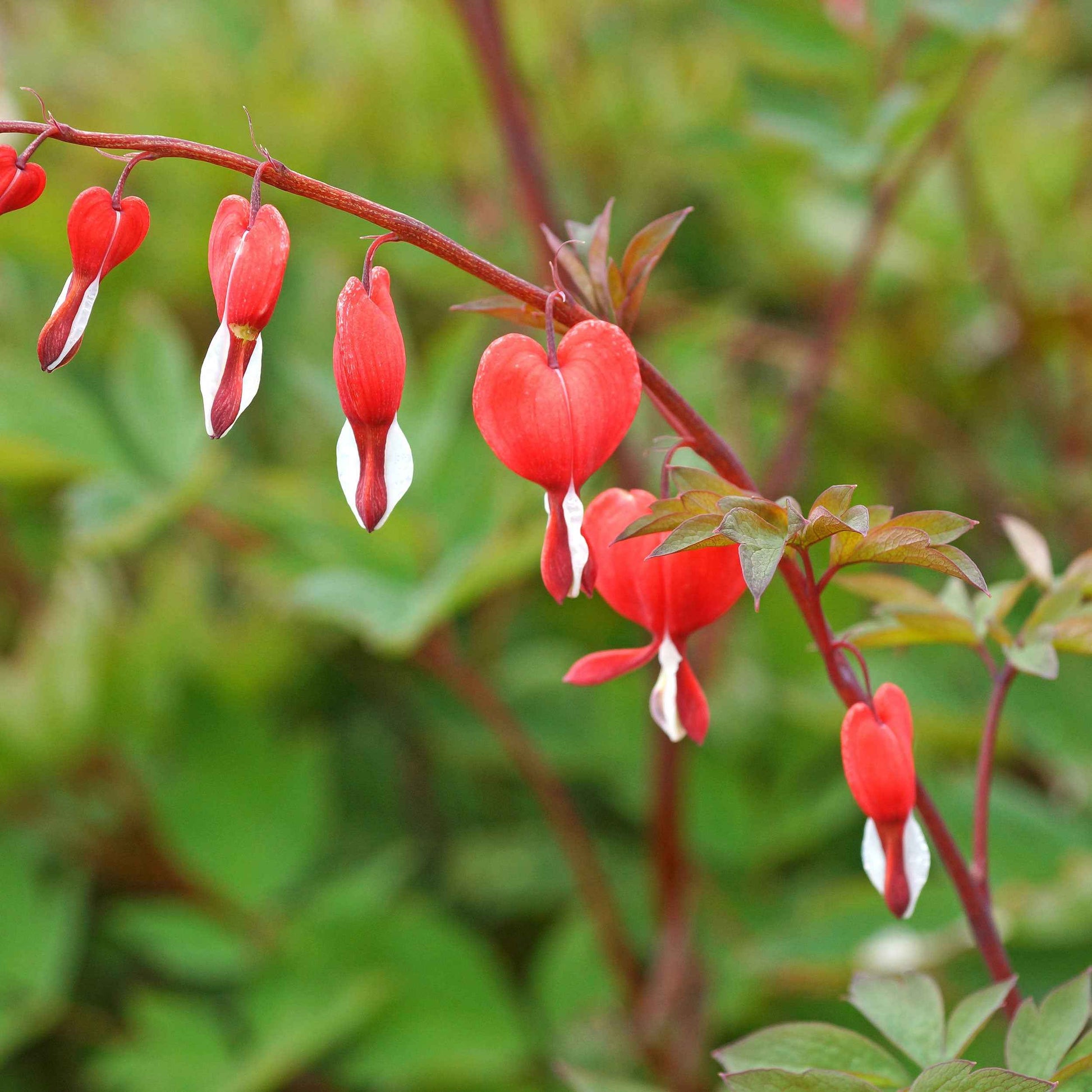 3x Cœurs de Marie Dicentra - Mélange rose-blanc-rouge - Plantes rustiques
