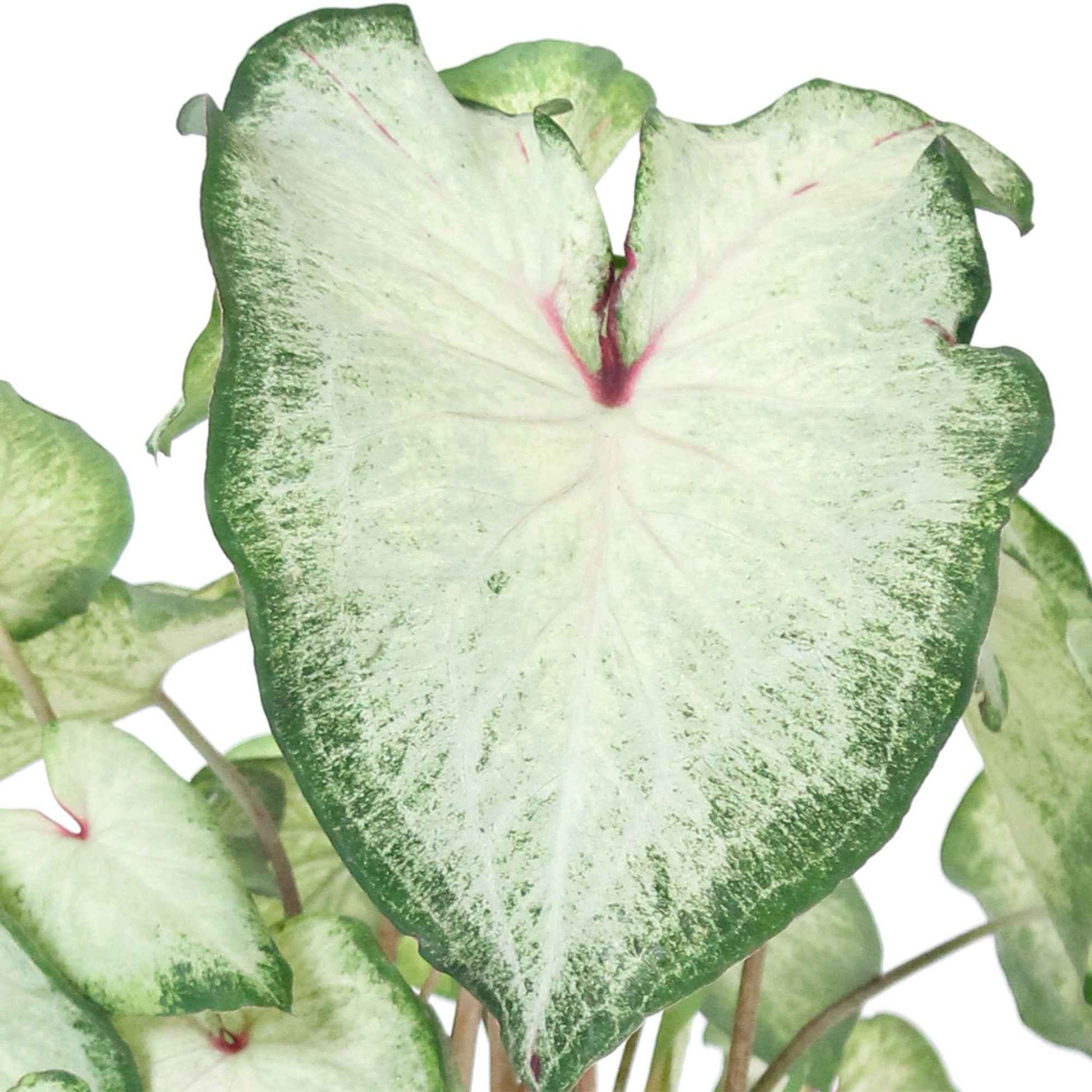 Caladium 'White Delight' - Nouvelles plantes d'intérieur