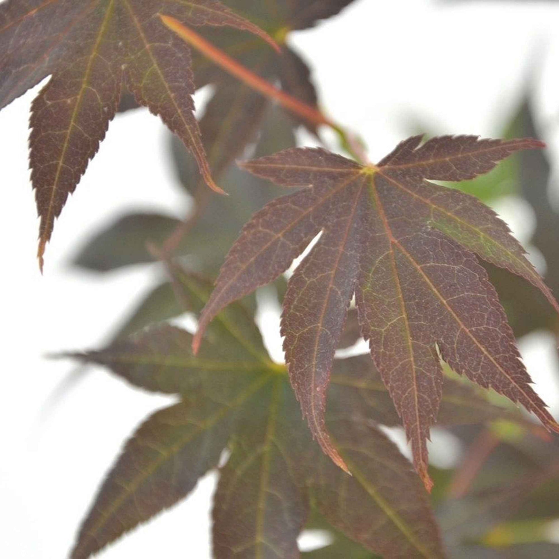 Érable du Japon Acer 'Bloodgood' rouge-orangé - Caractéristiques des plantes