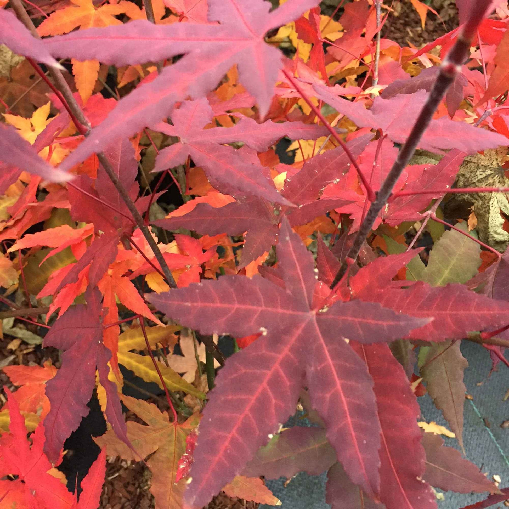 Érable du Japon Acer 'Mystic Jewel' violet-vert-orangé - Caractéristiques des plantes
