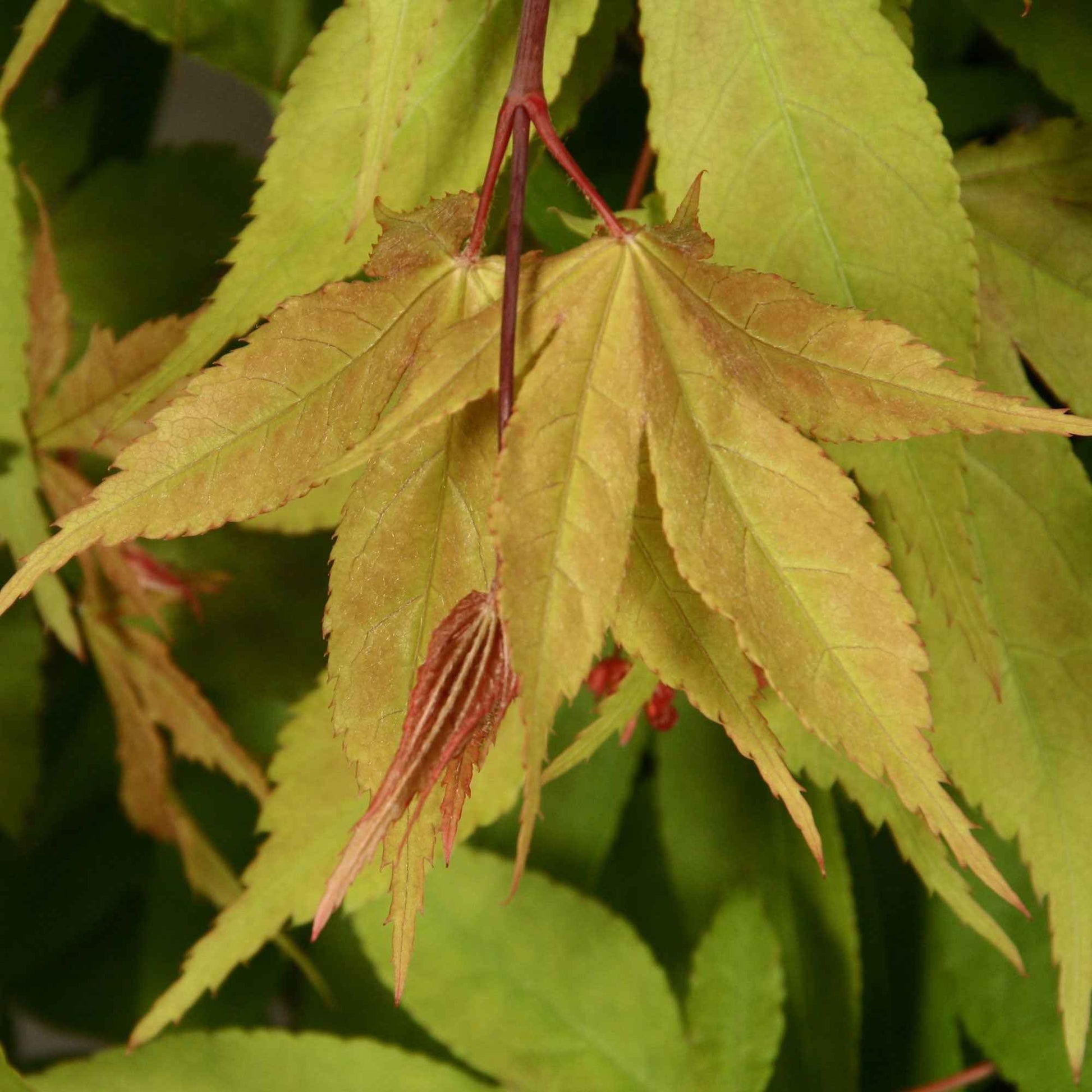 Érable du Japon Acer 'Osakazuki' rouge-orangé-vert - Caractéristiques des plantes