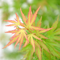 Érable du Japon Acer 'Wilson's Pink Dwarf' rose-orangé-vert - Caractéristiques des plantes