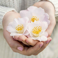 Rose du Japon Camellia 'Winter Perfume Pearl' blanc-rose - Arbustes fleuris