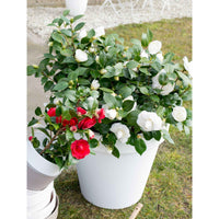 Rose du Japon Camellia 'Winter Perfume Pearl' blanc-rose - Arbustes de Balcon