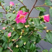 Rose du Japon Camellia 'Winter Perfume Pink' rose - Arbustes de Balcon