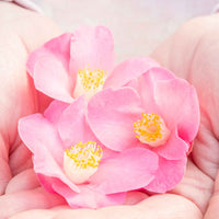 Rose du Japon Camellia 'Winter Perfume Pink' rose - Arbustes fleuris