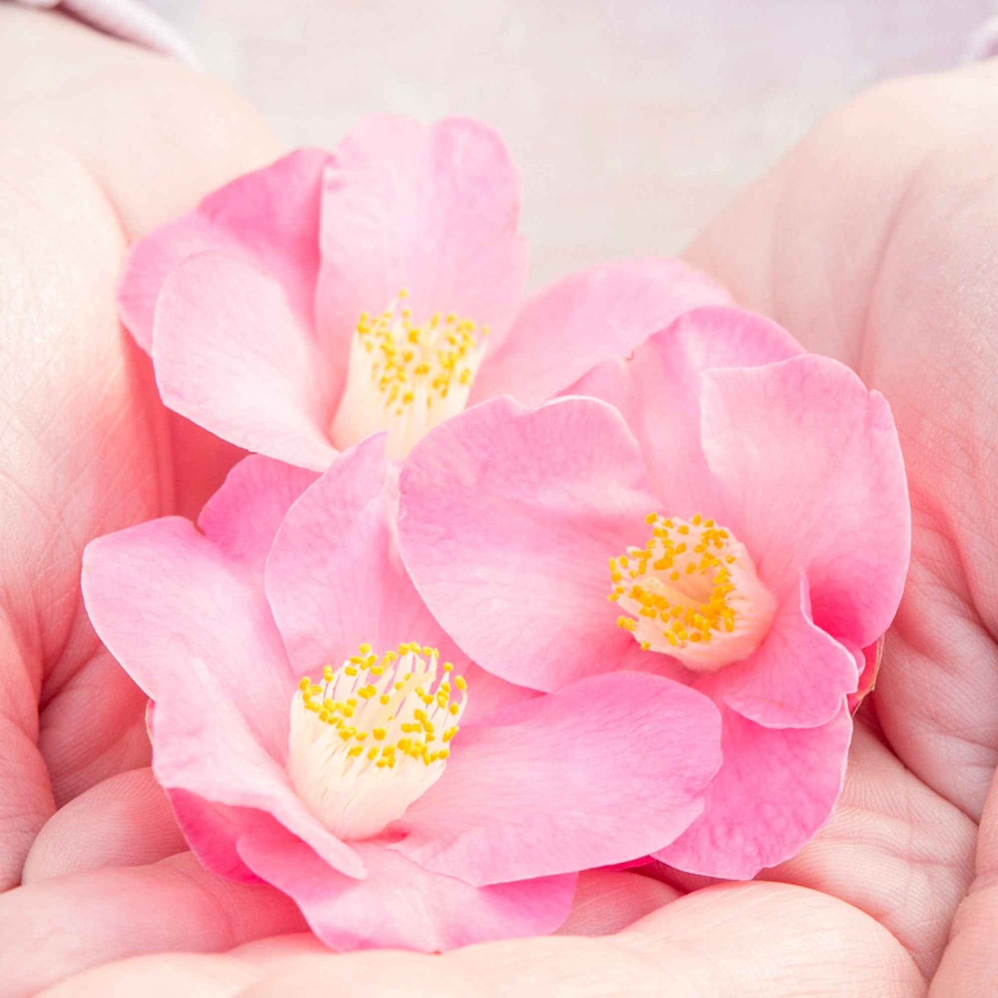 Rose du Japon Camellia 'Winter Perfume Pink' rose - Arbustes fleuris
