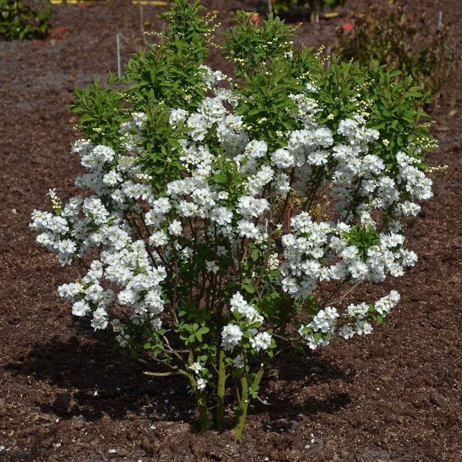Exochorde Exochorda 'Magical Springtime' blanc - Arbustes