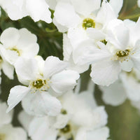 Exochorde Exochorda 'Magical Springtime' blanc - Arbustes à fleurs