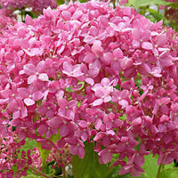Hortensia Hydrangea 'Pink Annabelle' Rose - Arbustes à fleurs