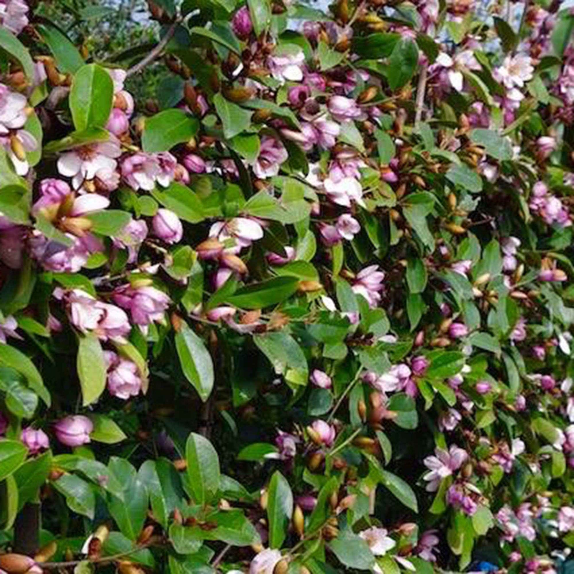 Magnolia Michelia 'Fairy Magnolia Blush' violet-blanc - Arbustes fleuris