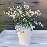 Osmanthe à feuilles de houx Osmanthus 'Perfume of Nature' blanc - Arbustes