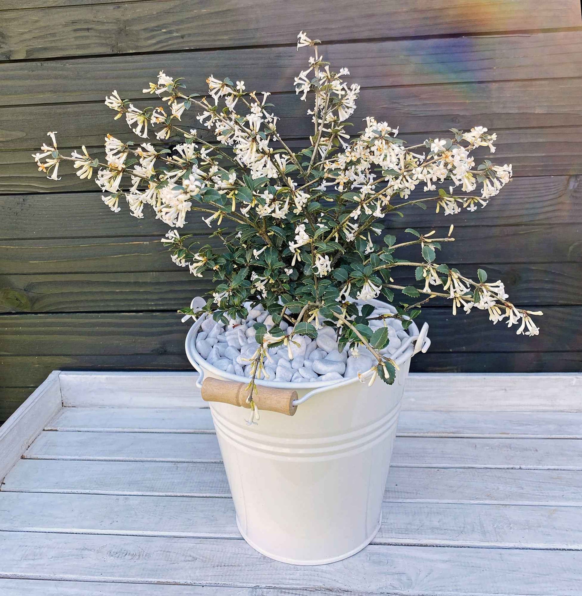 Osmanthe à feuilles de houx Osmanthus 'Perfume of Nature' blanc - Arbustes