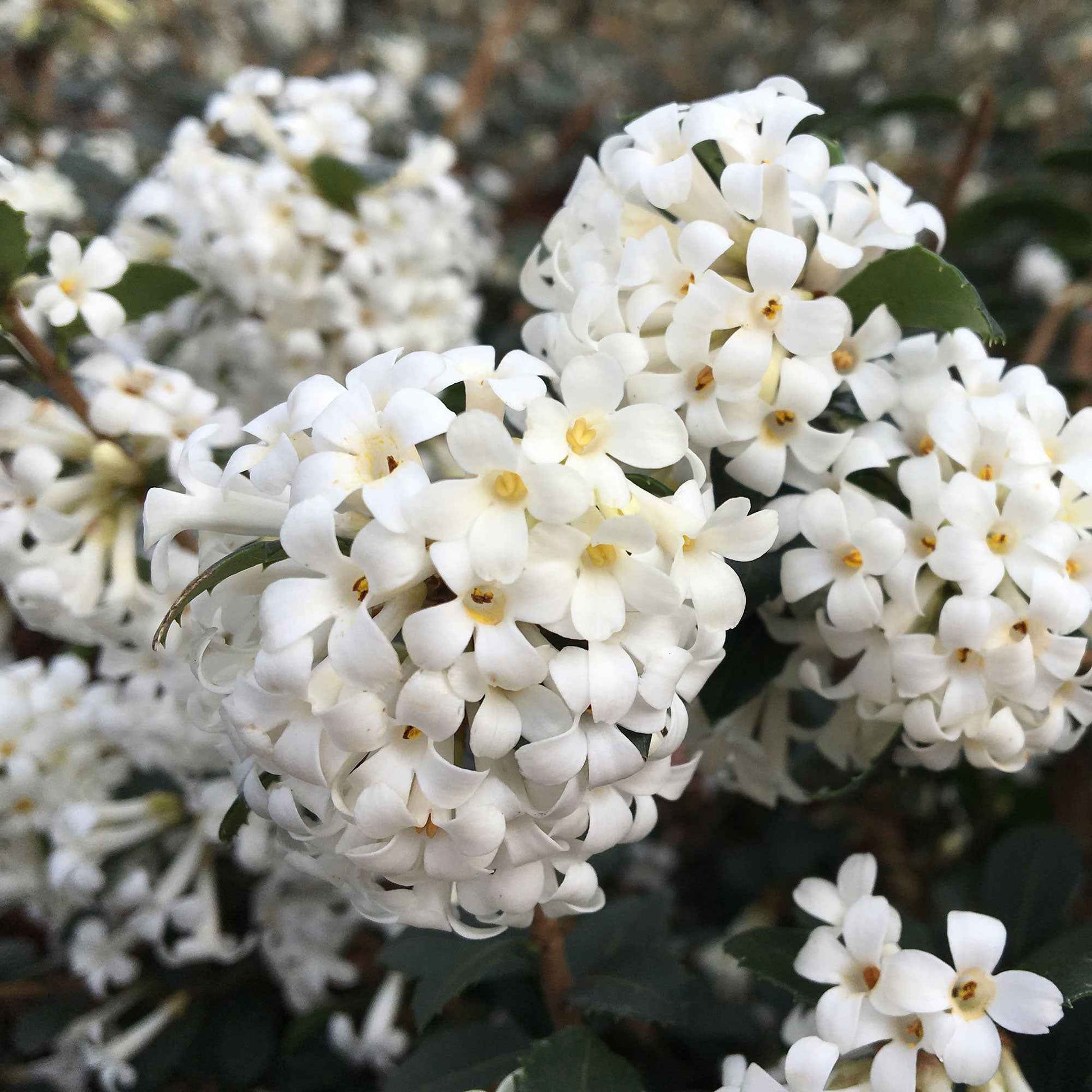 Osmanthe à feuilles de houx Osmanthus 'Perfume of Nature' blanc - Arbustes fleuris