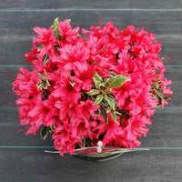 Rhododendron 'Bollywood' rose - Arbustes de Balcon