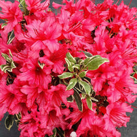 Rhododendron 'Bollywood' rose - Arbustes fleuris