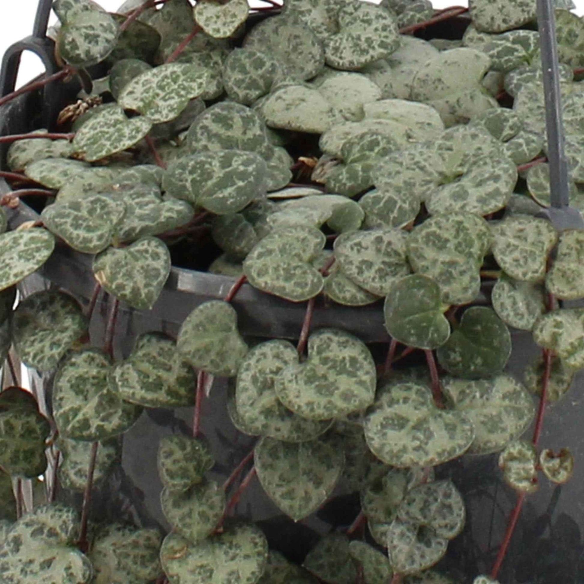 Chaîne des cœurs Ceropegia woodii avec panier en crin végétal et suspension macramé  - Plante suspendue - Facile d’entretien