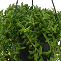 Senecio peregrinus grise avec pot suspendu rotin - Facile d’entretien