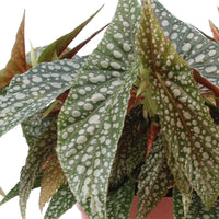 Bégonia Begonia cane 'Hotspot' - Plantes d'intérieur : les tendances actuelles