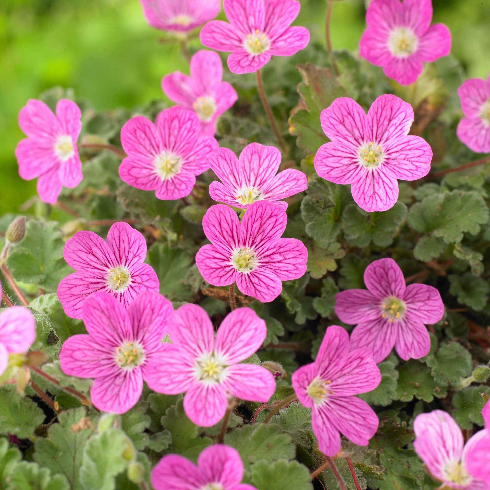 Bec de voyageur Erodium 'Bishops Form' Rose-Violet - Nouvelles plantes d'extérieur
