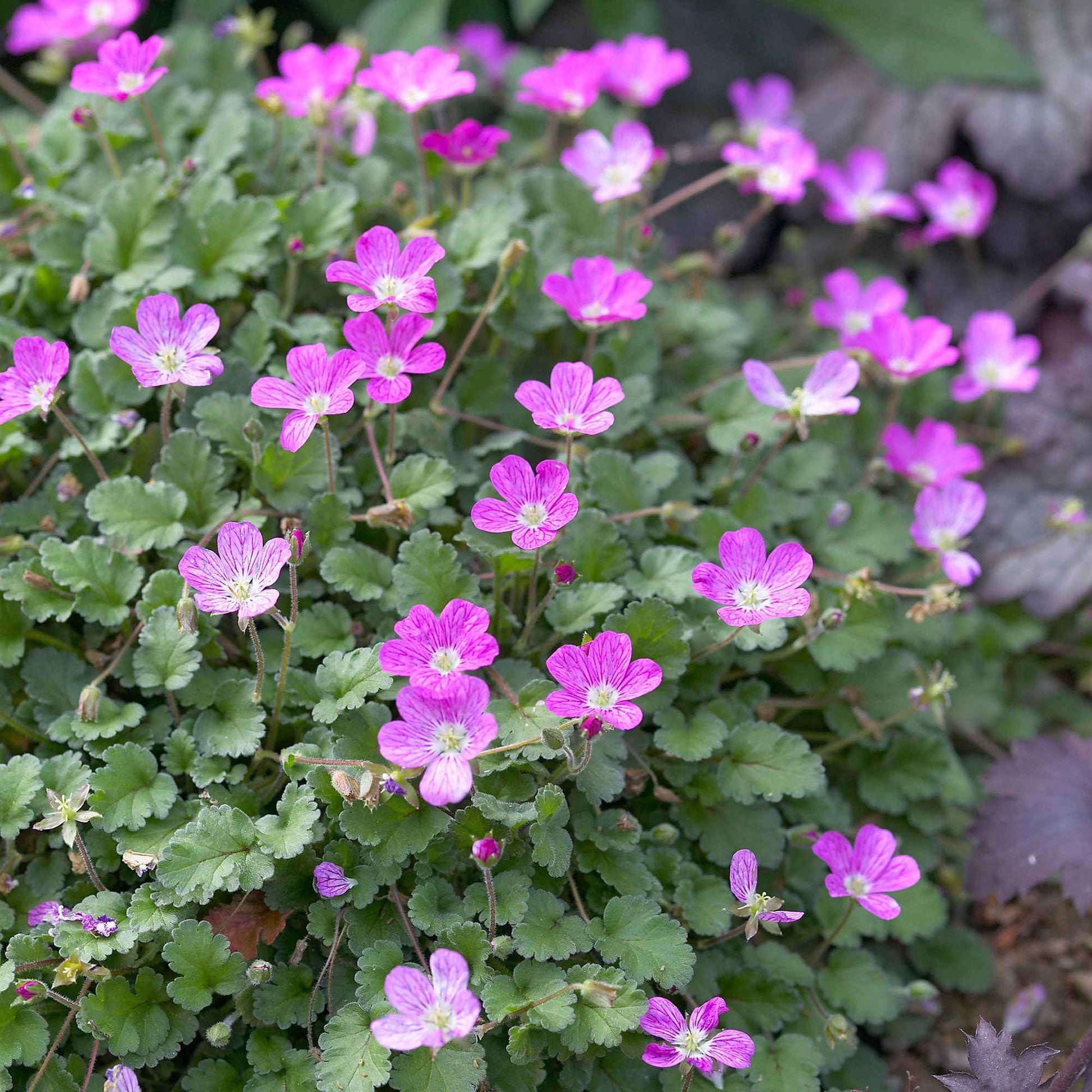 Bec de voyageur Erodium 'Bishops Form' Rose-Violet - Plantes d'extérieur