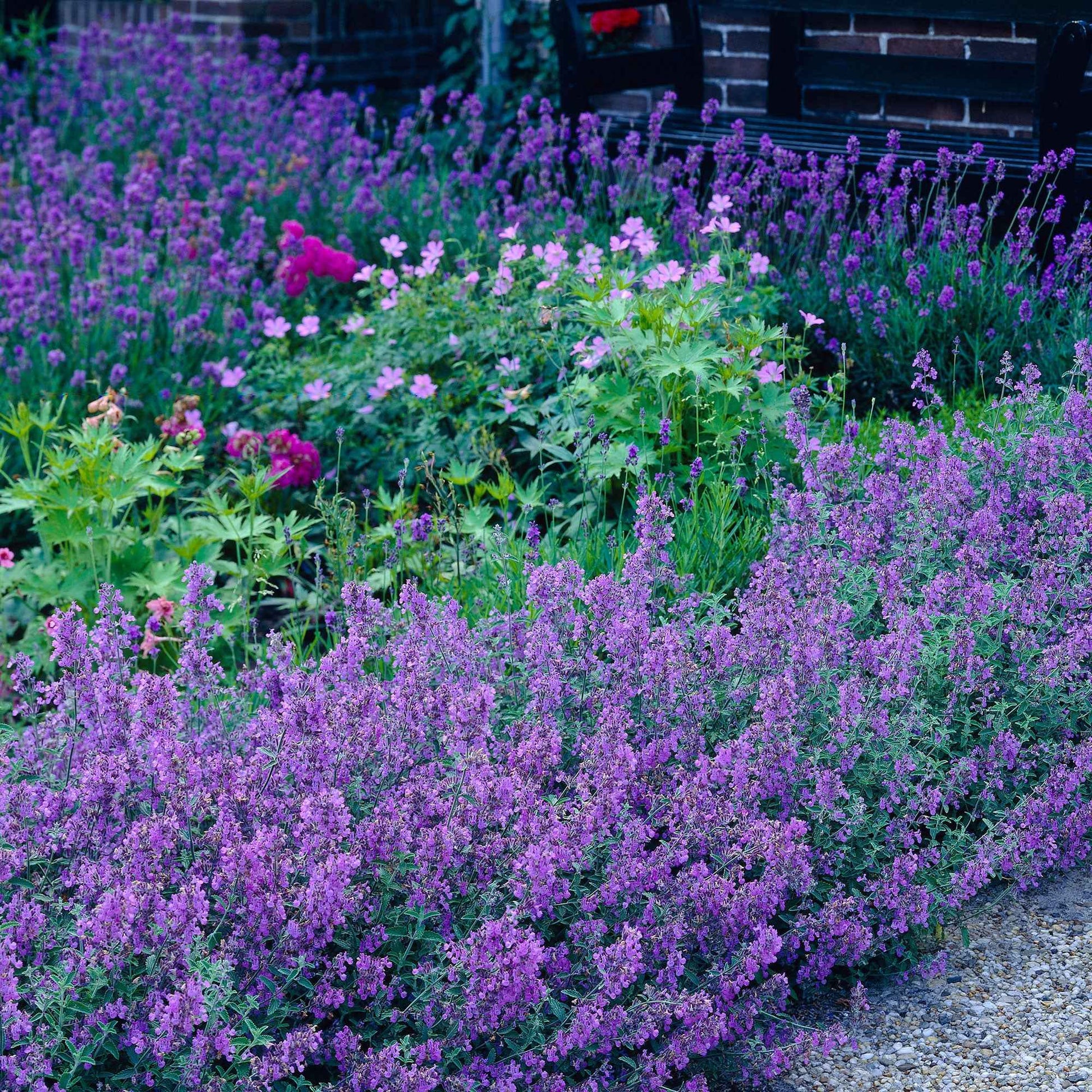 6-pack Herbe à chat Nepeta 'Walker's Low' Violet-Bleu - Caractéristiques des plantes