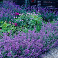 6-pack Herbe à chat Nepeta 'Walker's Low' Violet-Bleu - Plantes d'extérieur