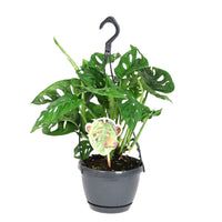 Plante à trous Monstera 'Monkey Leaf' vert pot suspendu inclus  - Plante suspendue - Monstera - Plante à trous
