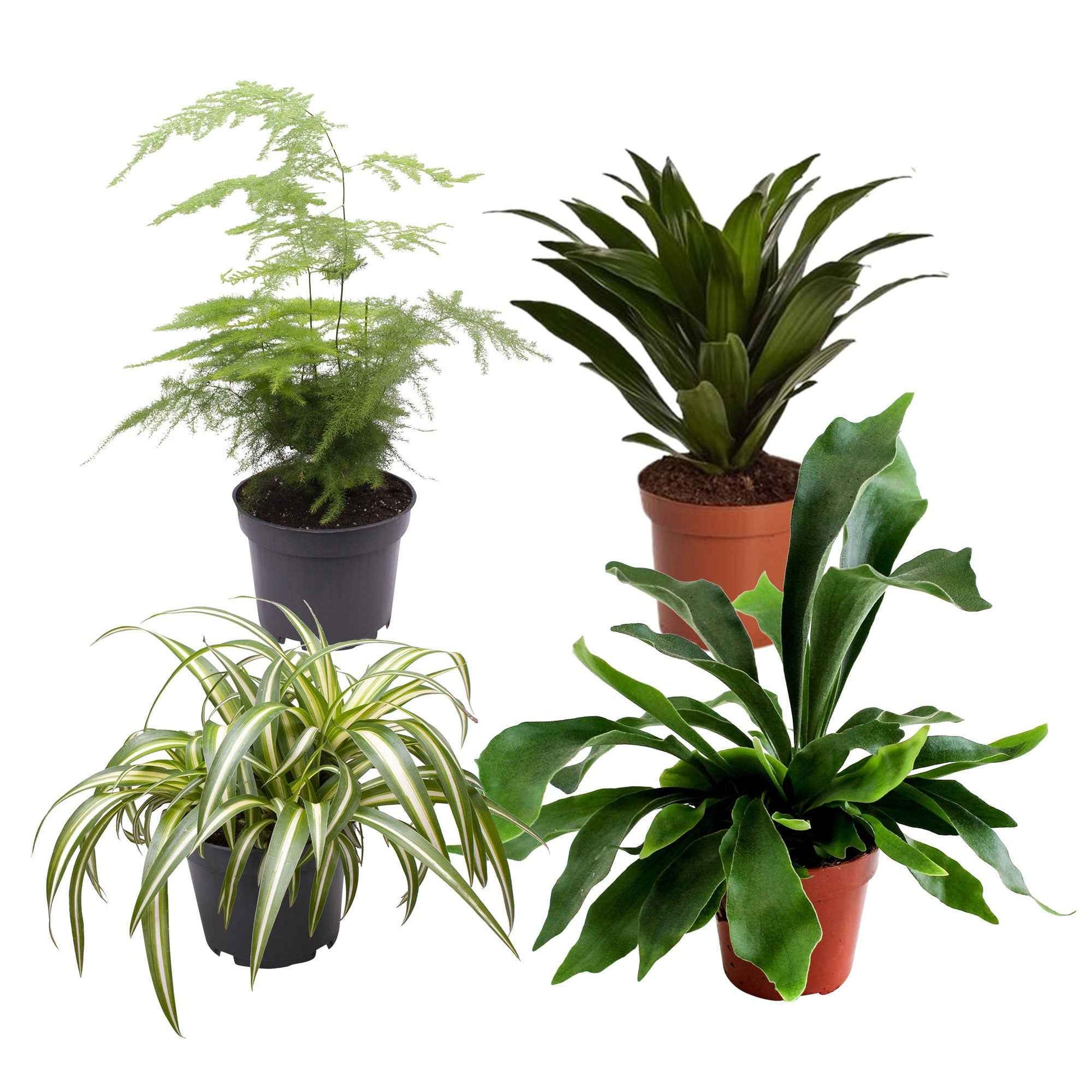 4x Plantes vertes d'intérieur - Mélange 'Gorgeous Green' - Chlorophythum - Plante araignée