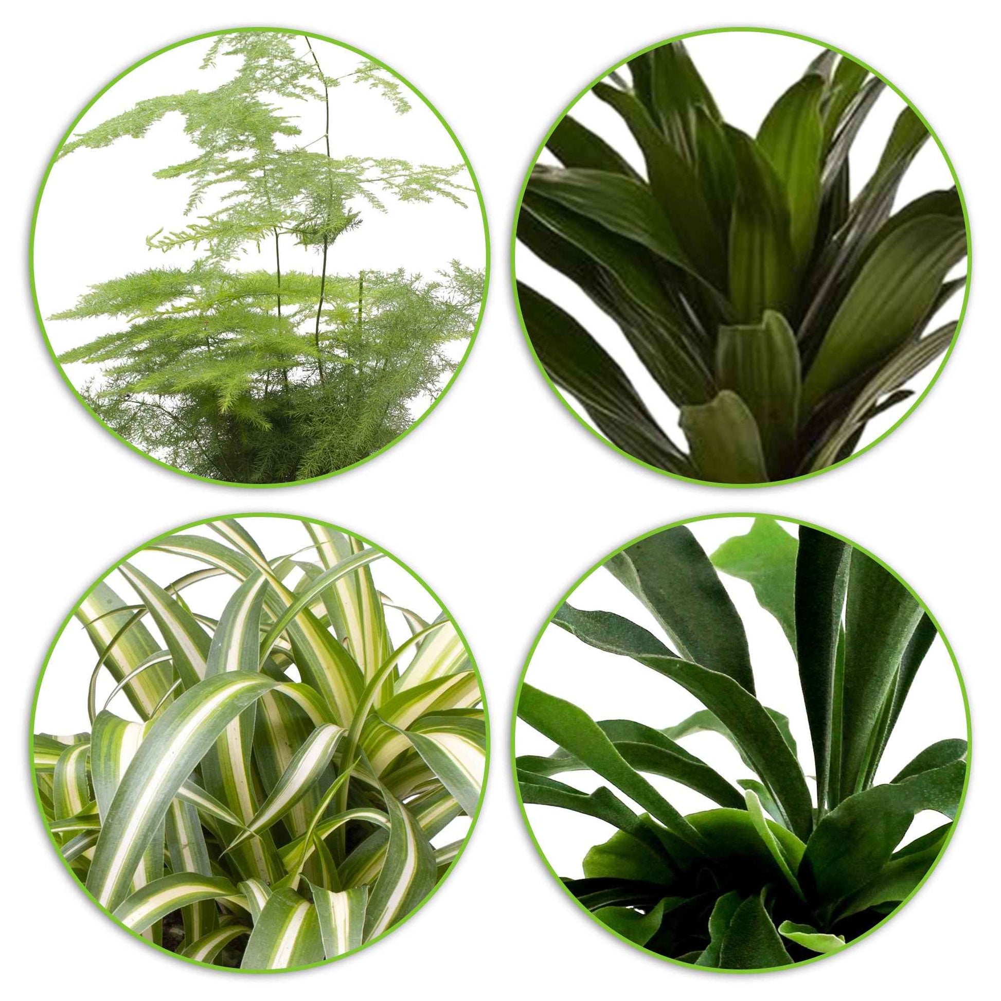 4x Plantes vertes d'intérieur - Mélange 'Gorgeous Green' - Dracaena