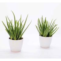 2x Aloë vera 'Clumb' avec pot décoratif - Plantes d'intérieur : les tendances actuelles