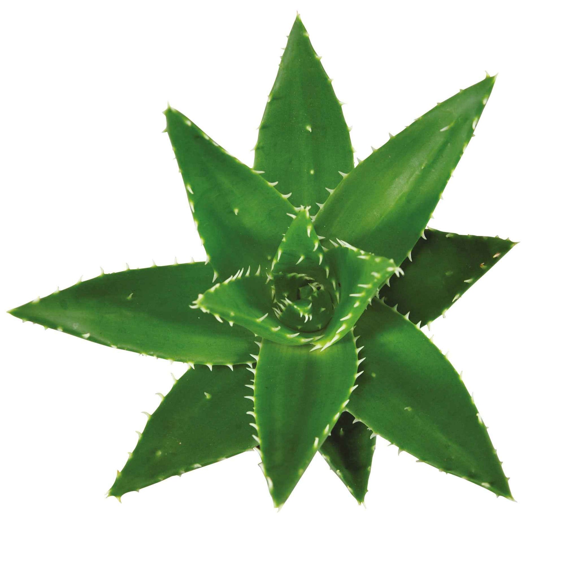 Succulente Aloë perfoliata - Facile d’entretien