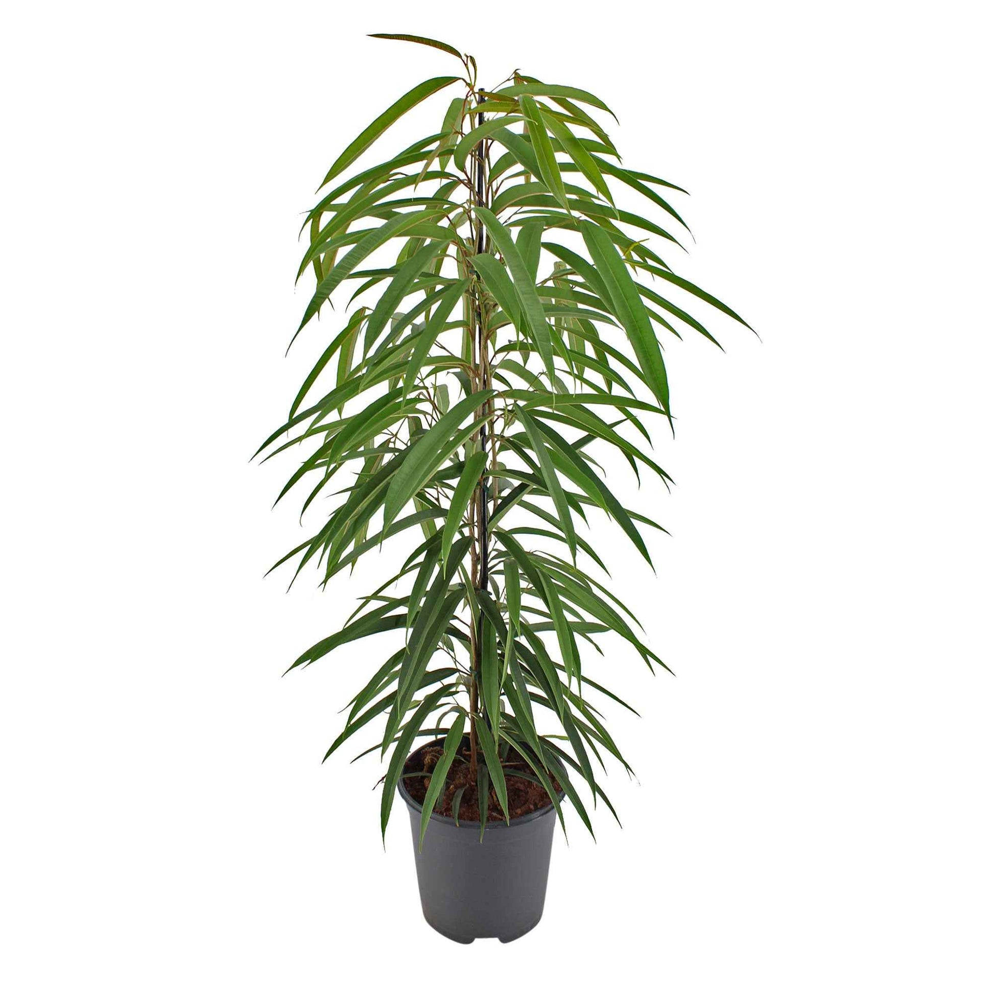 Ficus binnendijkii 'Alii' - Grandes plantes d'intérieur