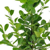 Figuier pleureur Ficus 'Moclame' XL - Plantes d'intérieur