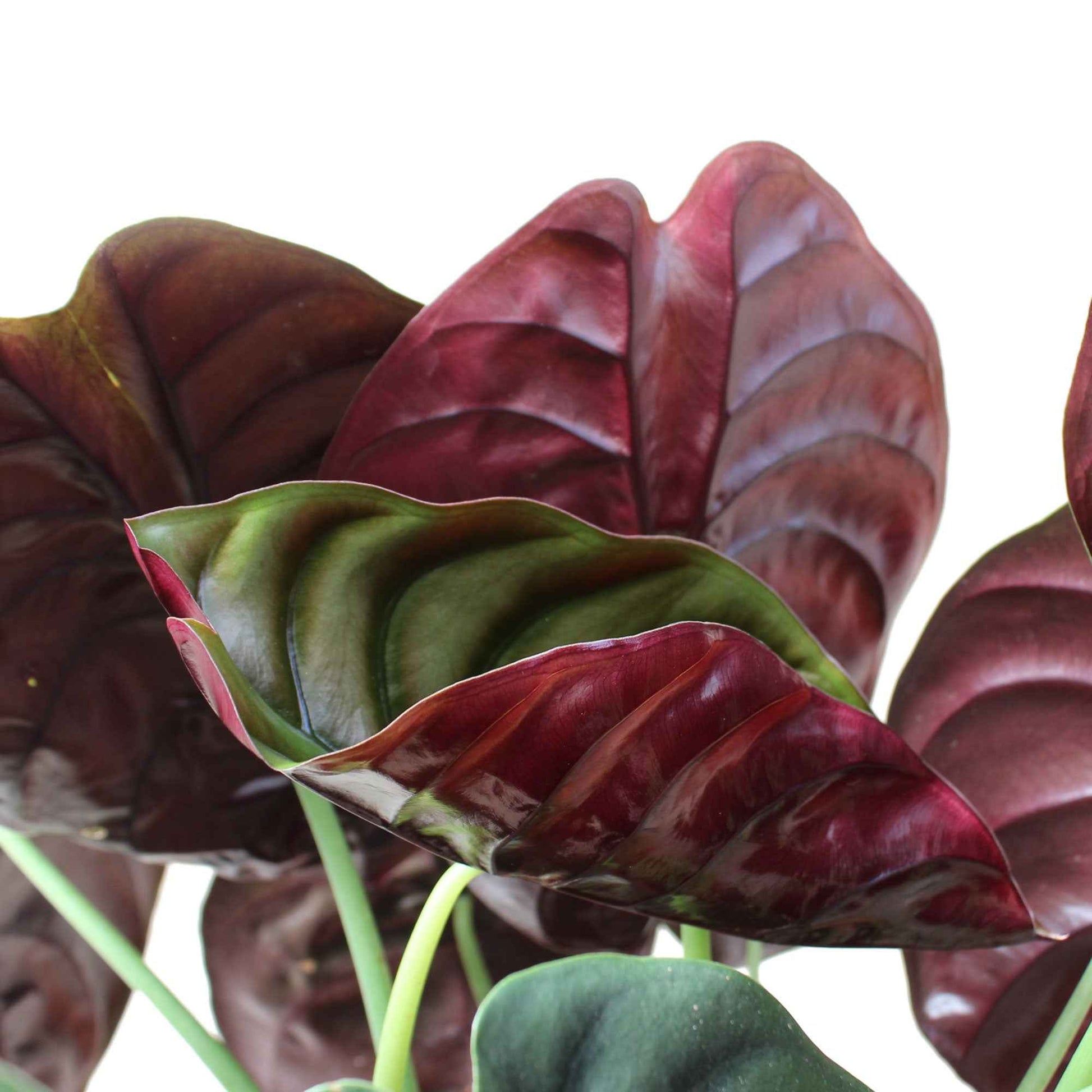 Oreilles d'éléphant Alocasia 'Red Secret' - Petites plantes d'intérieur