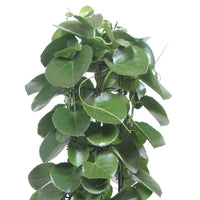 Vigne d'appartement Cissus rotundifolia - Plantes d'intérieur