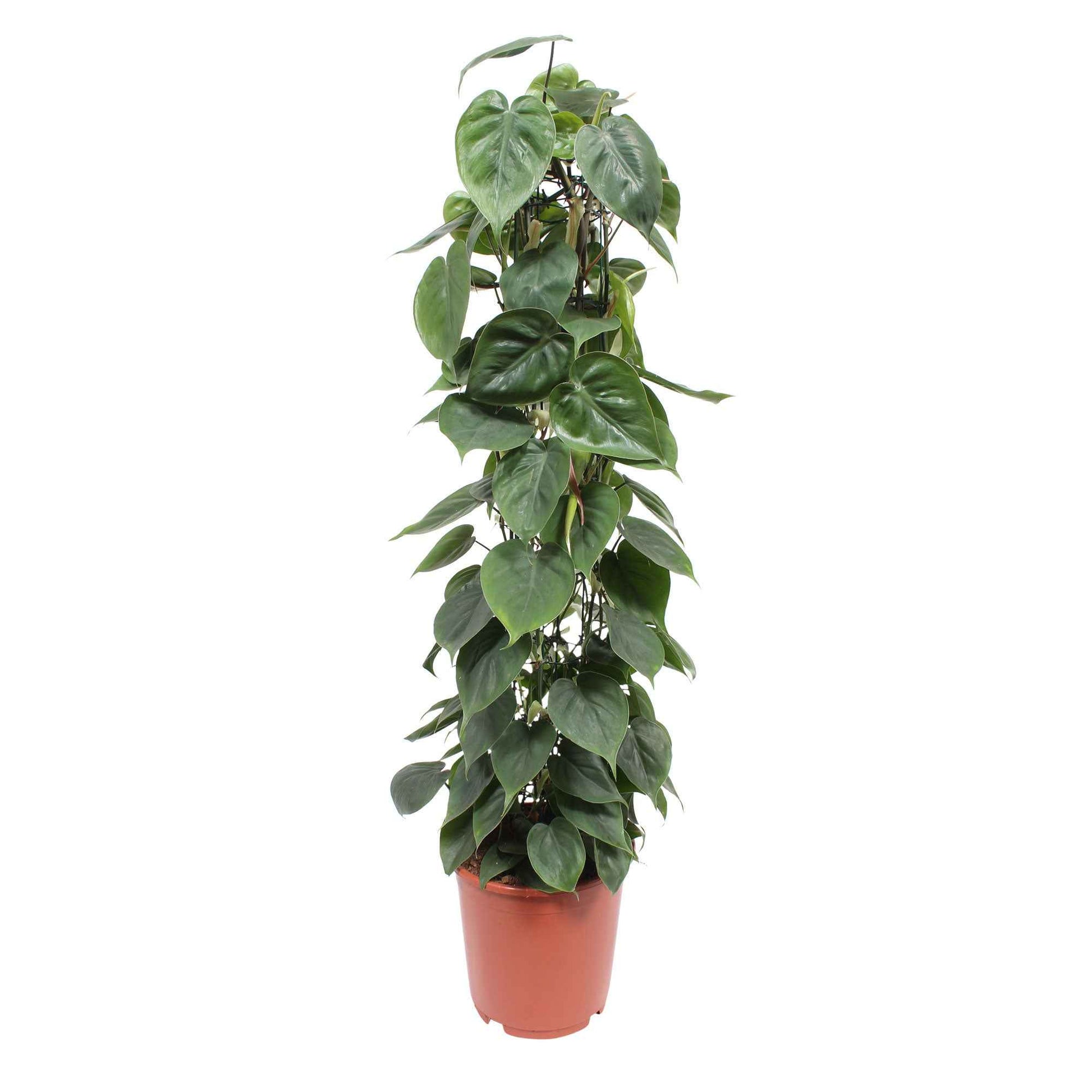 Philodendron scandens - Facile d’entretien